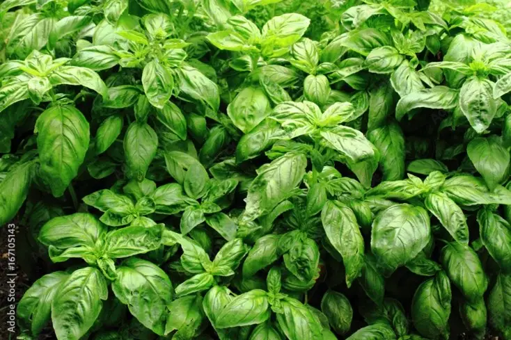 Basil