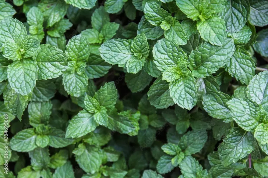 Mint