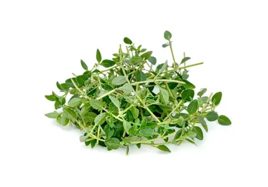Thyme