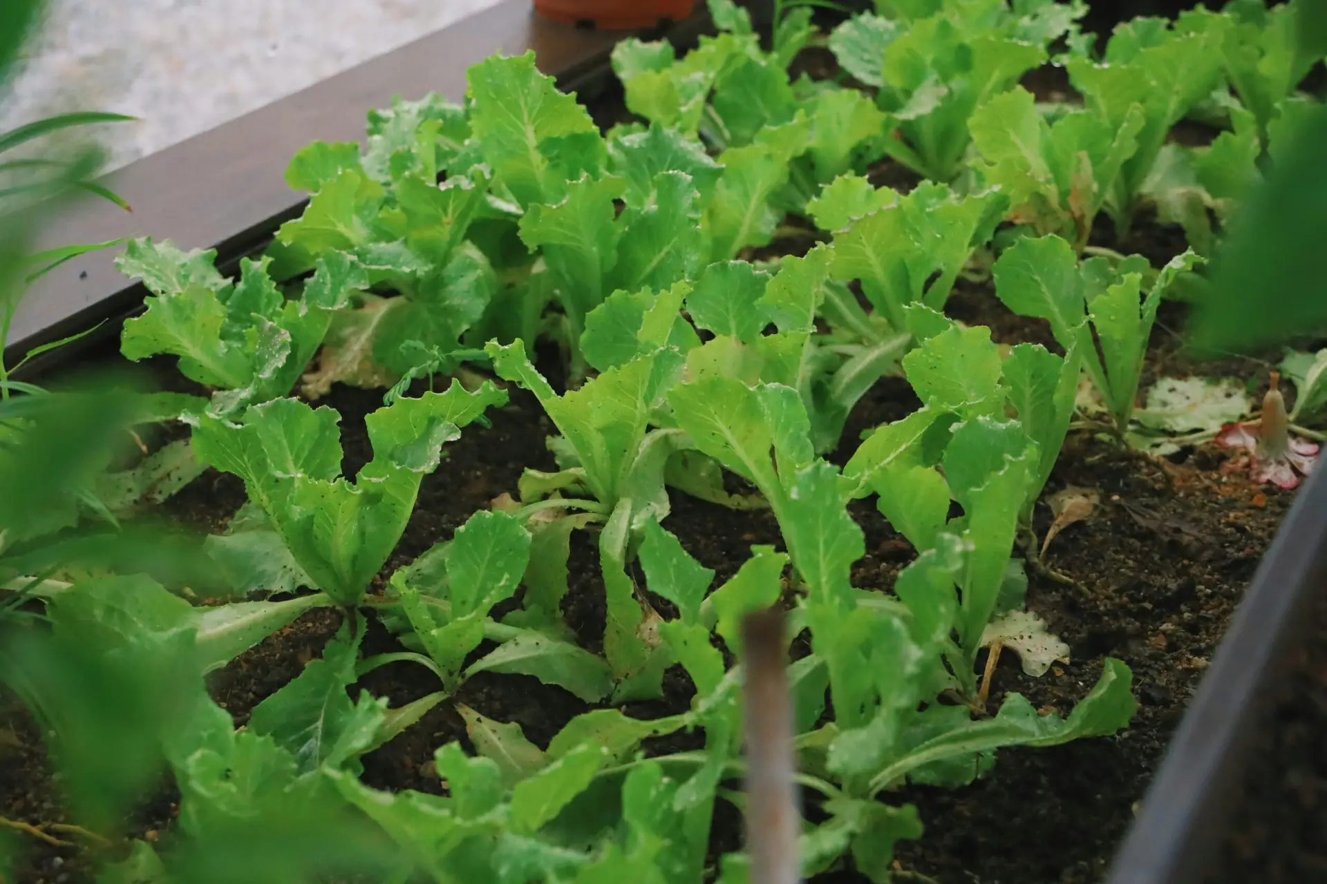 Arugula Stock