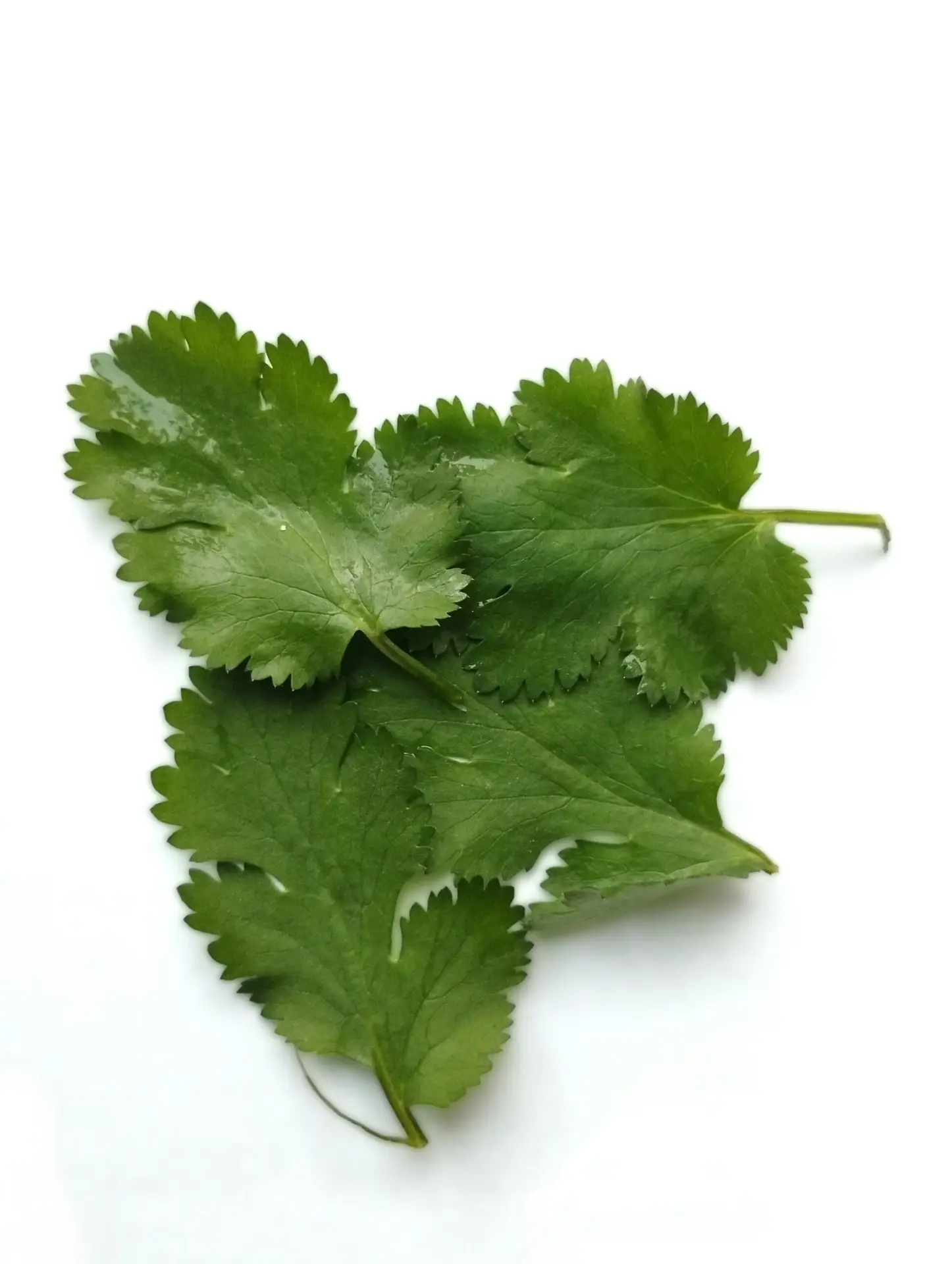 Cilantro Stock