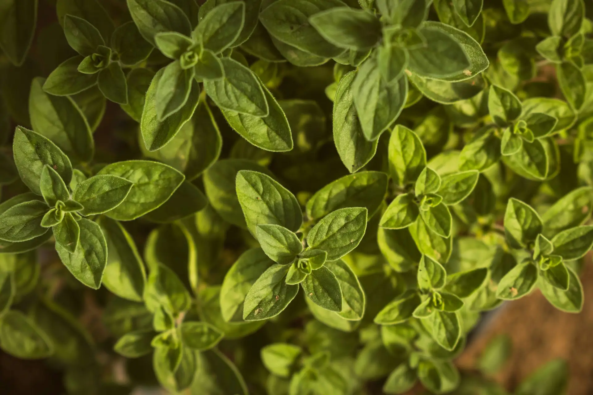 Oregano Stock