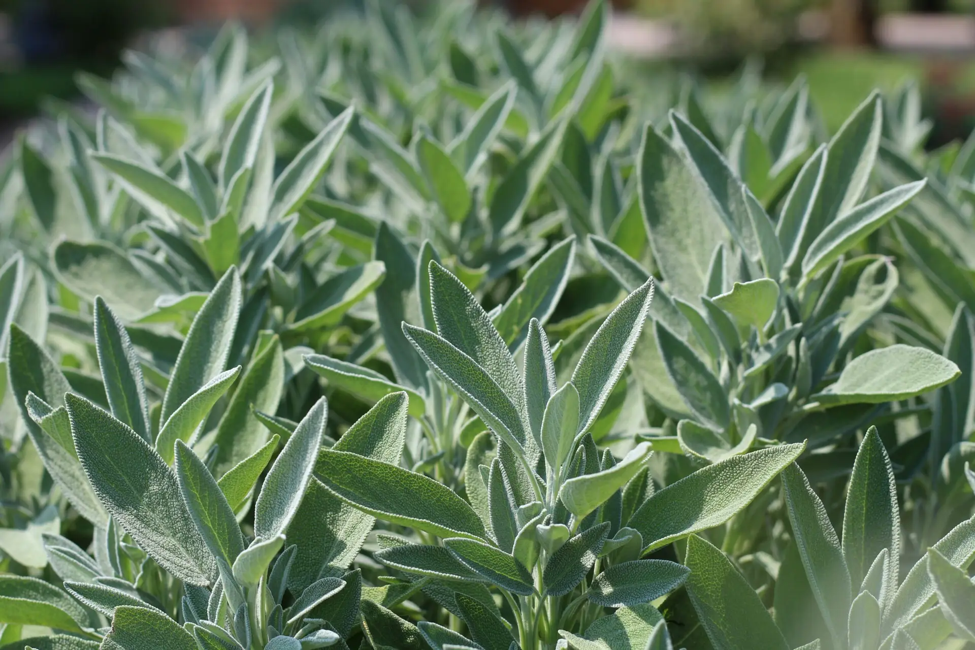 Sage Stock